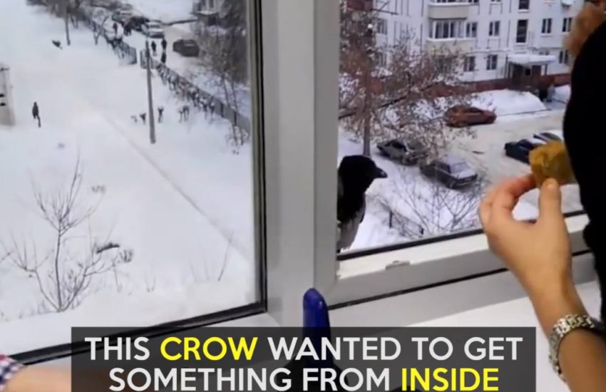 This crow wanted to get something from inside