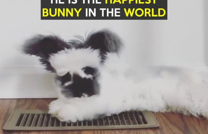 The Happiest Bunny In The World