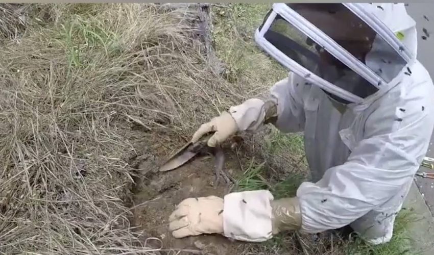 觀看黃蜂巢的挖掘是完全迷人的