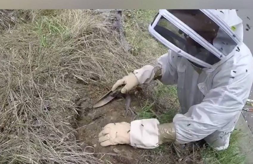 Watching the excavation of a wasps nest is totally captivating