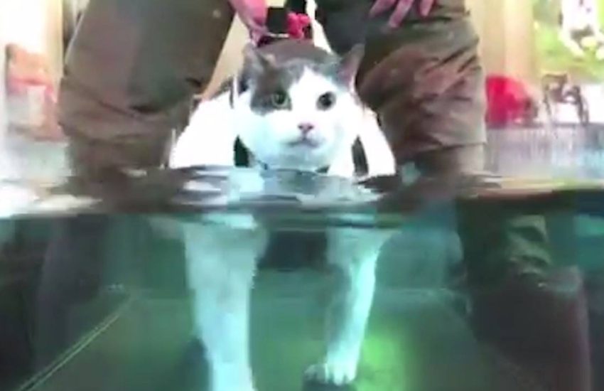 Just a fat cat trying to lose weight