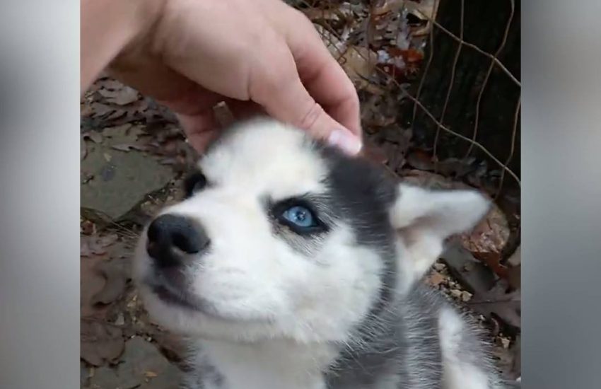 I literally can't cope with the cuteness