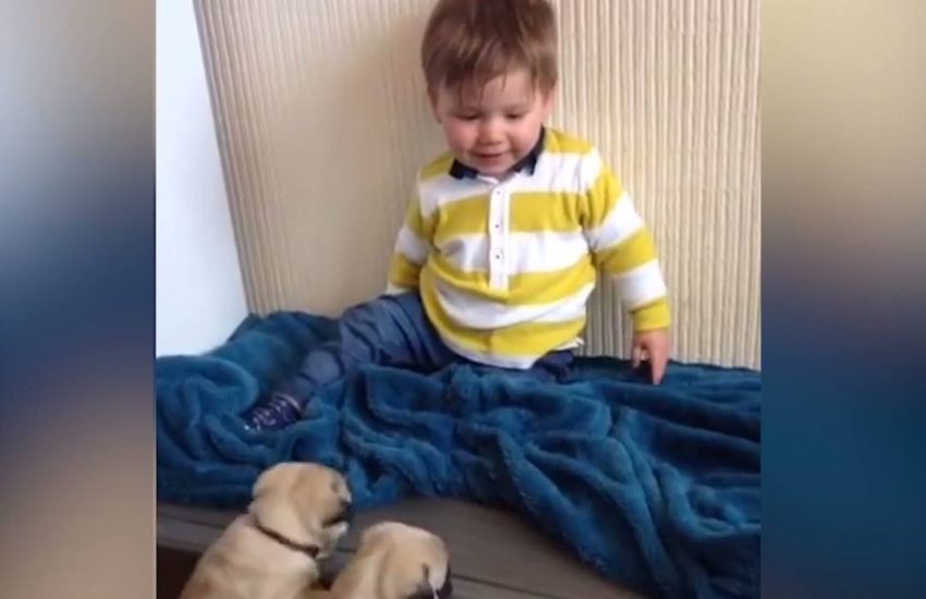 Gang of pugs worship their tiny human overlord