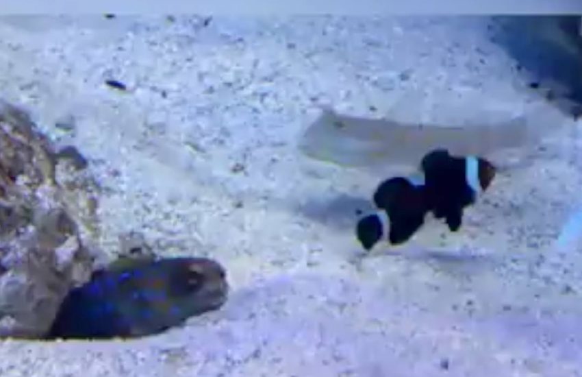 Get out of my yard bro!