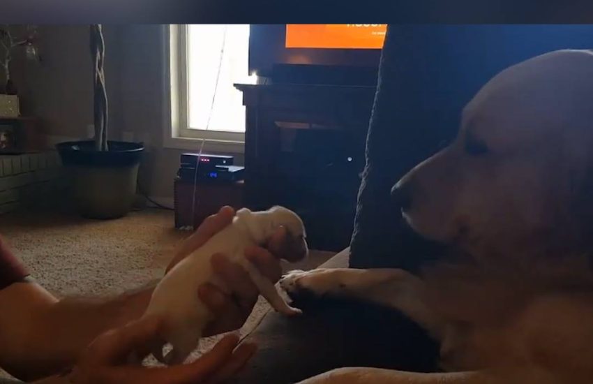 This dog is not ready to be a daddy