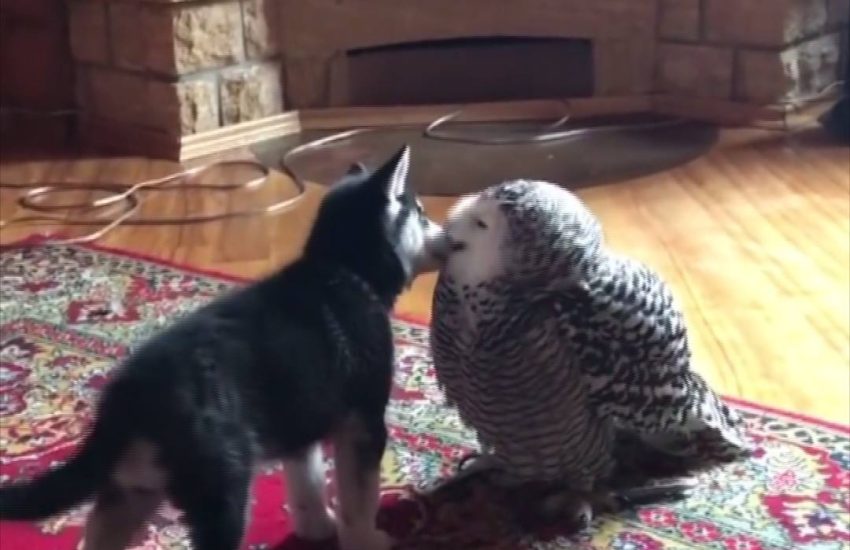 Literal example of friendship knowing no bounds