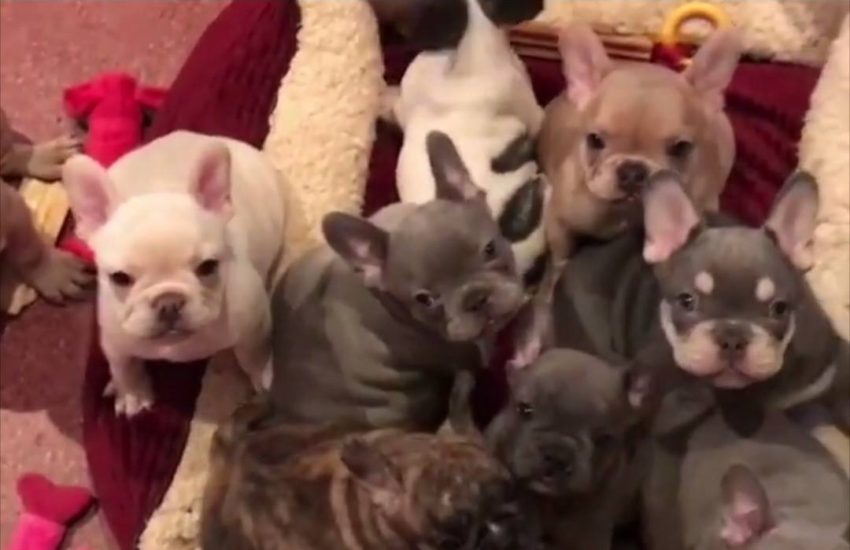 I died and went to Frenchie heaven