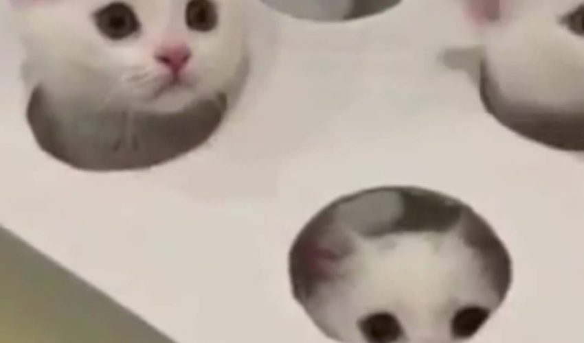 Whack-A-Meow?