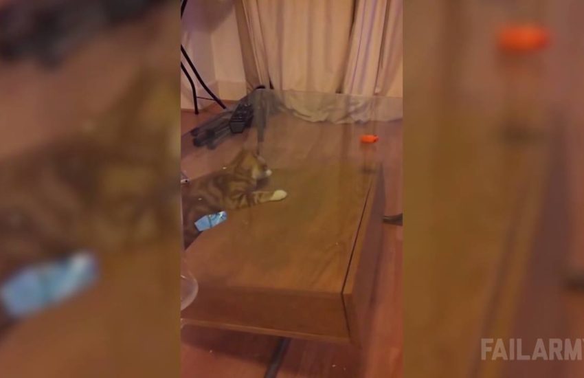 Cat Doesn't Understand Glass