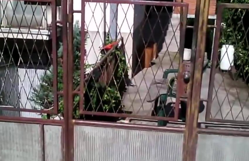 Credit: Viralvideouk