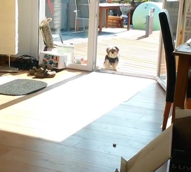 This dog is so used to waiting for his owners to let him inside that when the door is already open, he can't tell the difference between an open glass door or the closed one he normally sees. :D :D :D #diply - via JukinMedia