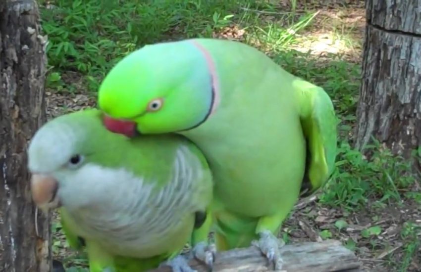 This talking parakeet asks female parrot for a Kiss. Awwww! <3 <3 <3 - via JukinMedia
