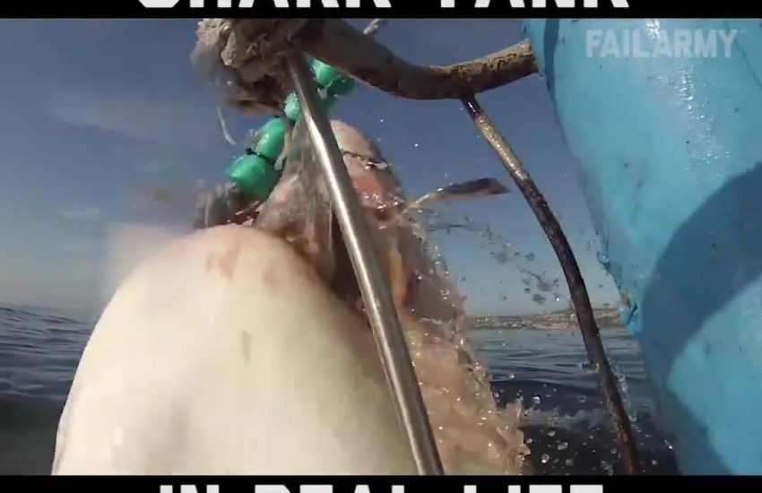 Funny Shark Encounters