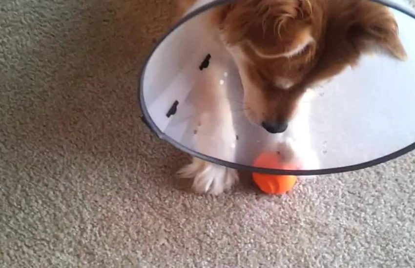 No matter how hard the dog tries, he can't beat the cone via - JukinMedia
