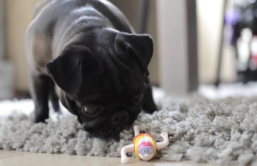 This pug's bath toy was out of the water and he tried so hard to figure out how it got there! via - JukinMedia