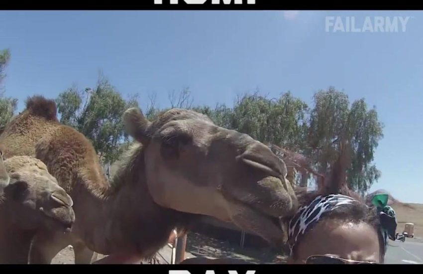 Funny Camels