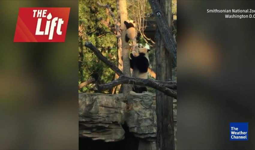 Bei-Bei熊貓在史密森國家動物園