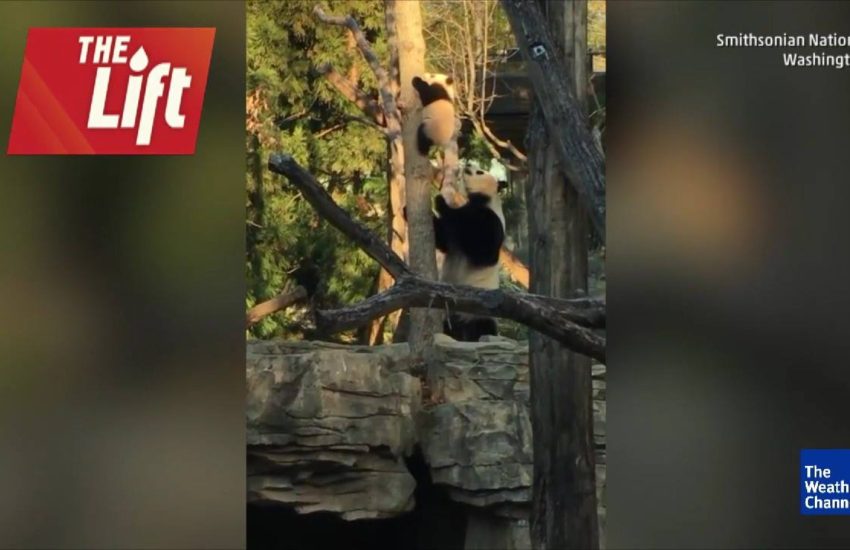 Bei-Bei the Panda at the Smithsonian National Zoo