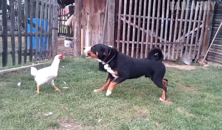 有趣的動物失敗