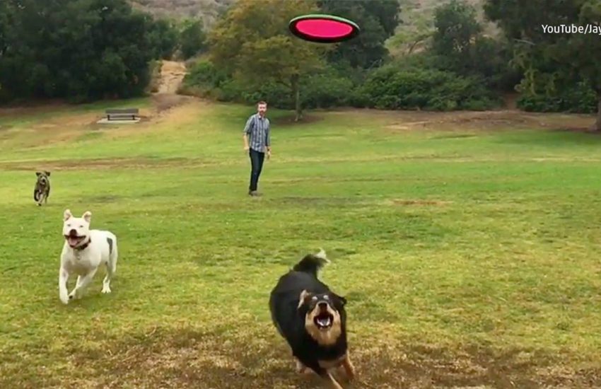 Dog Catches Frisbee, Tackles Girl