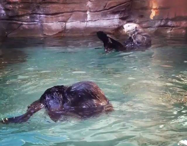 海水獺在水族館游泳