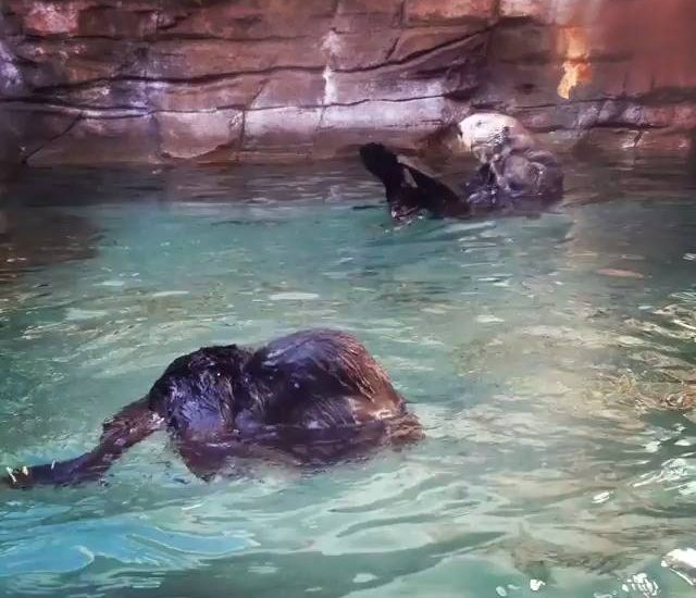 Sea Otters Swim in Aquarium Pool