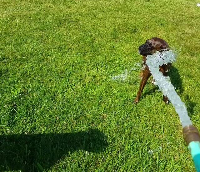 Dogs Cool Off With Hose