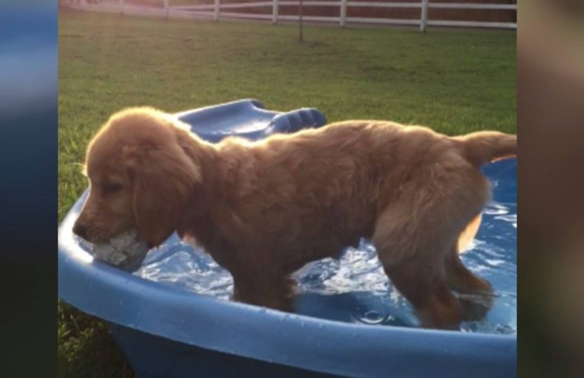 Even though he only has three legs, we love him more than ever! <3 via - JukinMedia