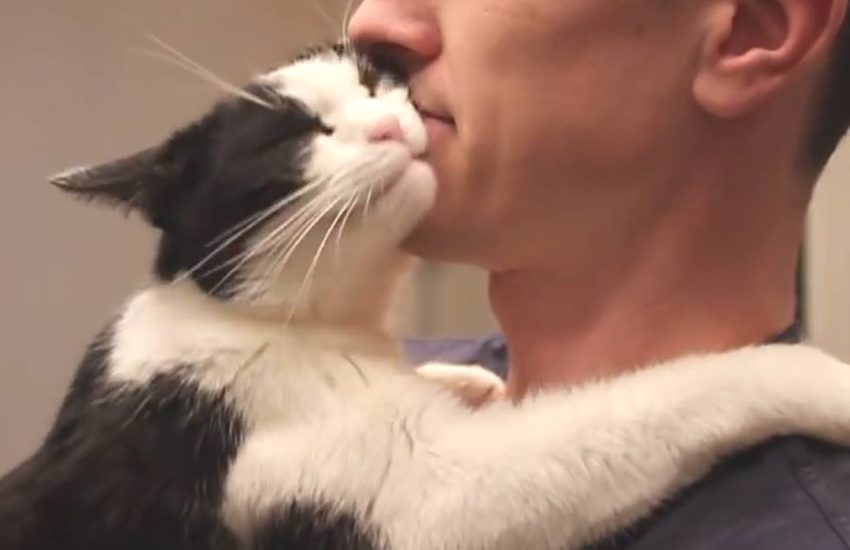 After rescuing this cat, he can't stop giving kisses. <3 #diplyoriginals
