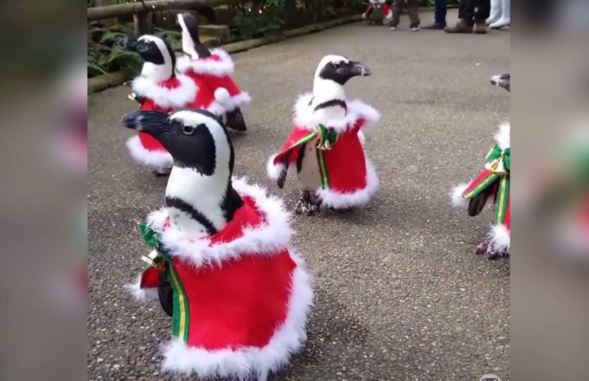 These penguins are getting into the Christmas spirit ??? #onedip