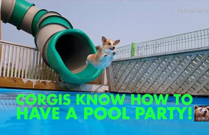 Corgis Know How to Have a Pool Party