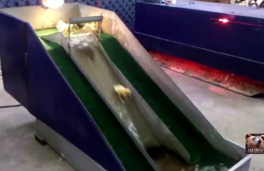 Baby Ducks Love Slide