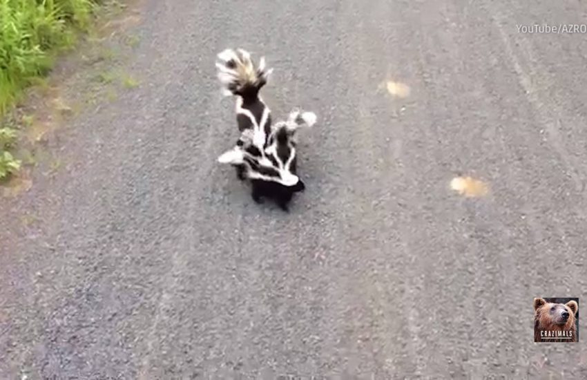 Skunk Family Sticks Together