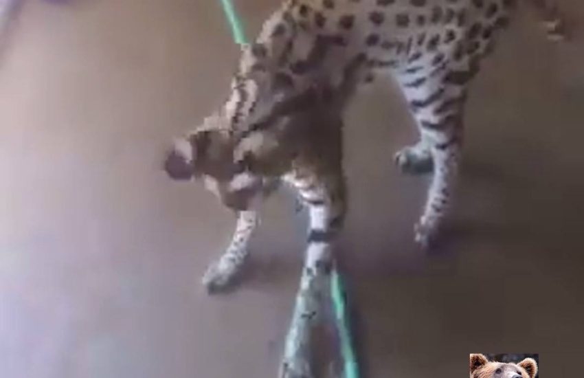 Serval Cat Amused by Hose