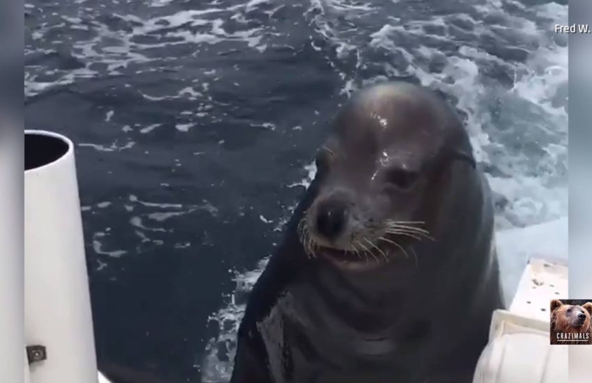 Seal Jumps onto Back of Boat