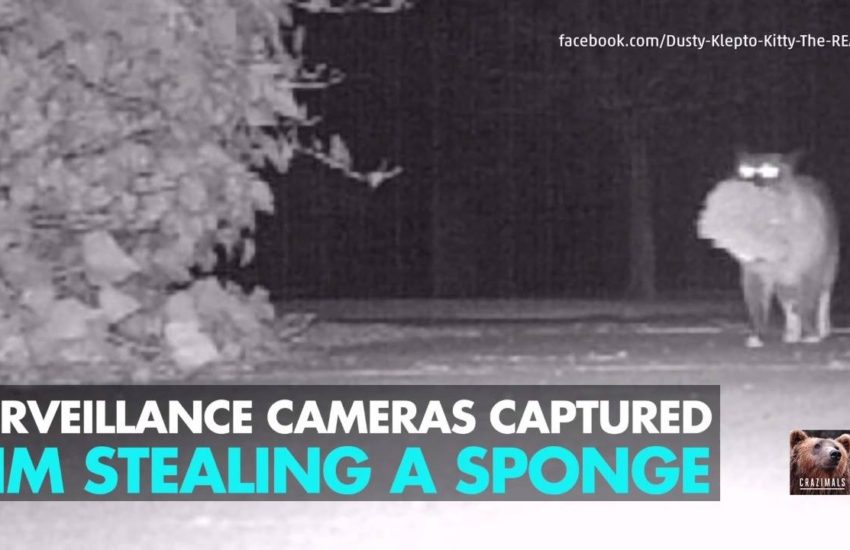 Dusty the Klepto Kitty