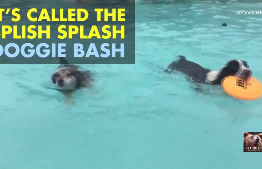 Splish Splash Doggie Bash