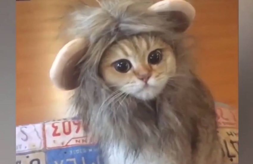 He's the king! #onedip