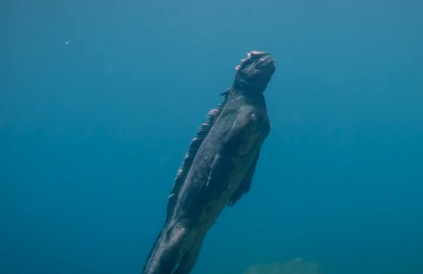 This swimming iguana is the size of a man