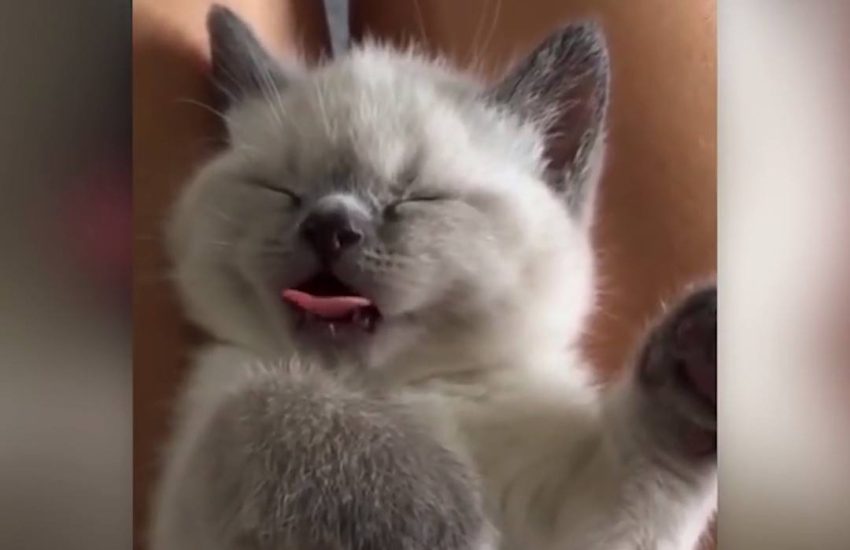 Me when I dream about food