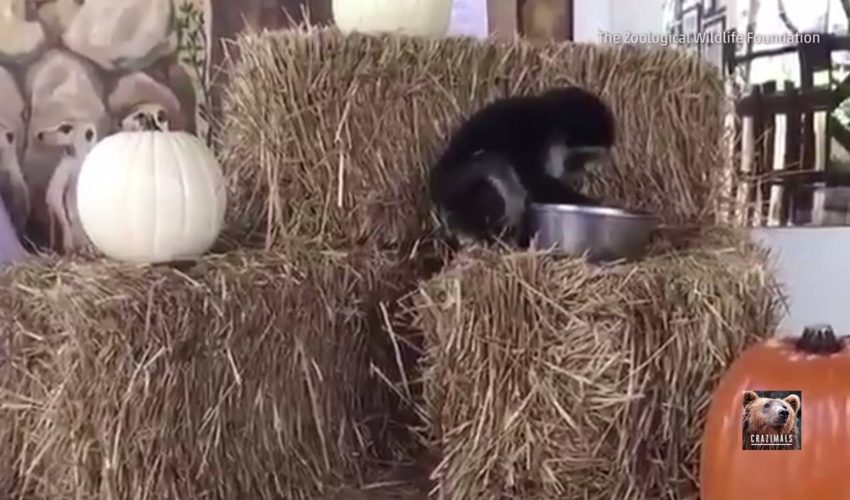 猴子南瓜派對