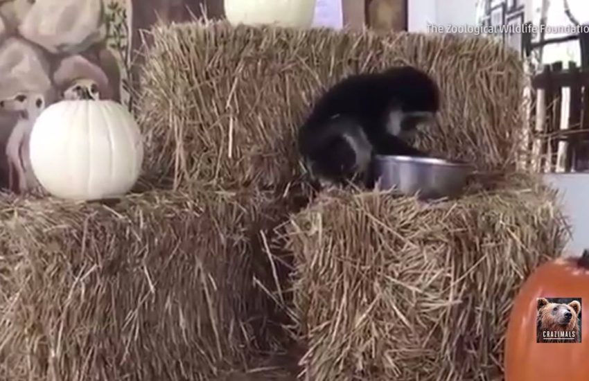 Monkey Pumpkin Party