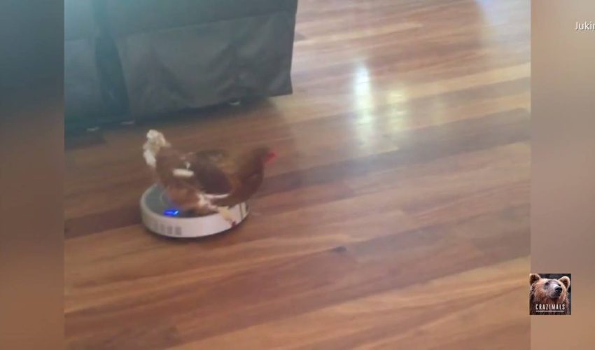 雞乘坐Roomba