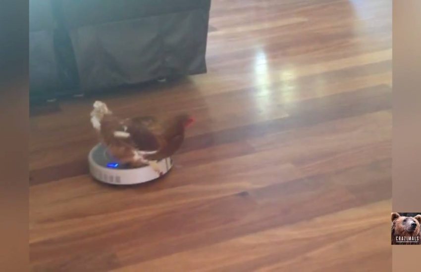 Chicken Rides a Roomba