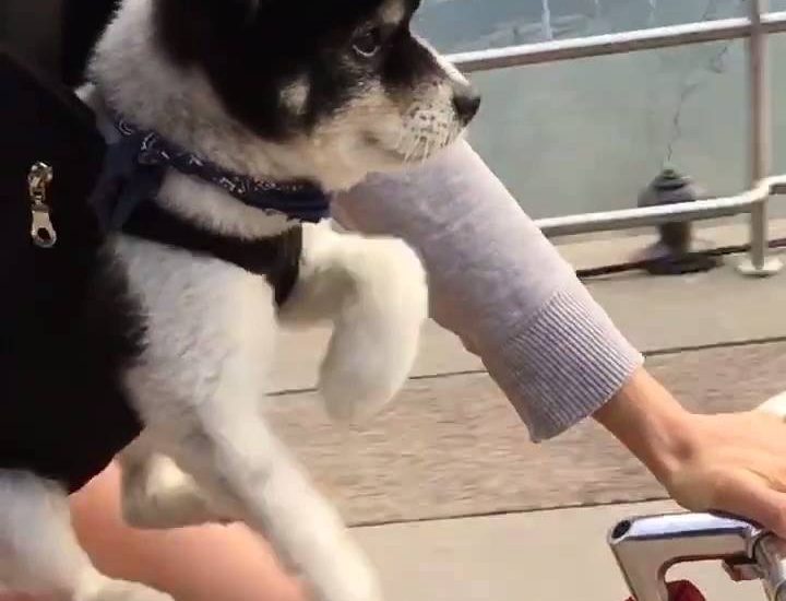 Just a doggo riding a bike