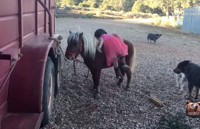 Little Girl Attempts to Get on her Mini Horse
