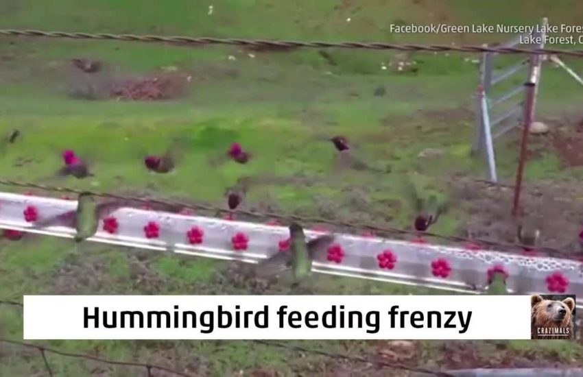 Hummingbird Feeding Frenzy