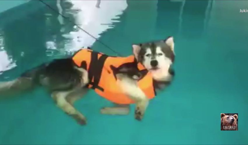 在游泳課中，狗在游泳池中漂浮