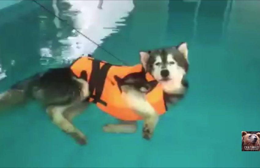 Dog Floats in Pool During Swim Lessons