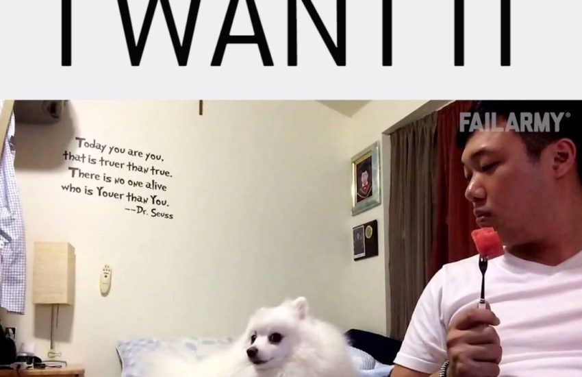 Pomeranian Wants Melon